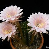 Echinopsis 'Mili Rose' JLcoll.4841.jpg